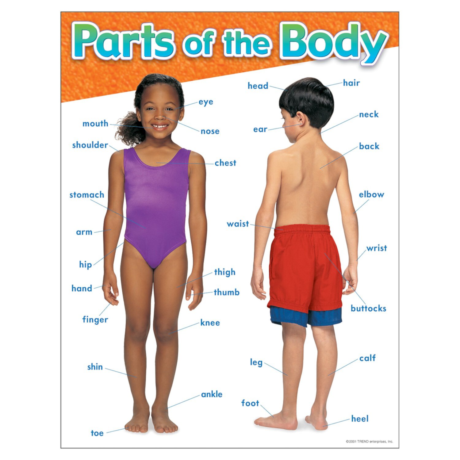 Parts of the Body Learning Chart, 17" x 22" TREND