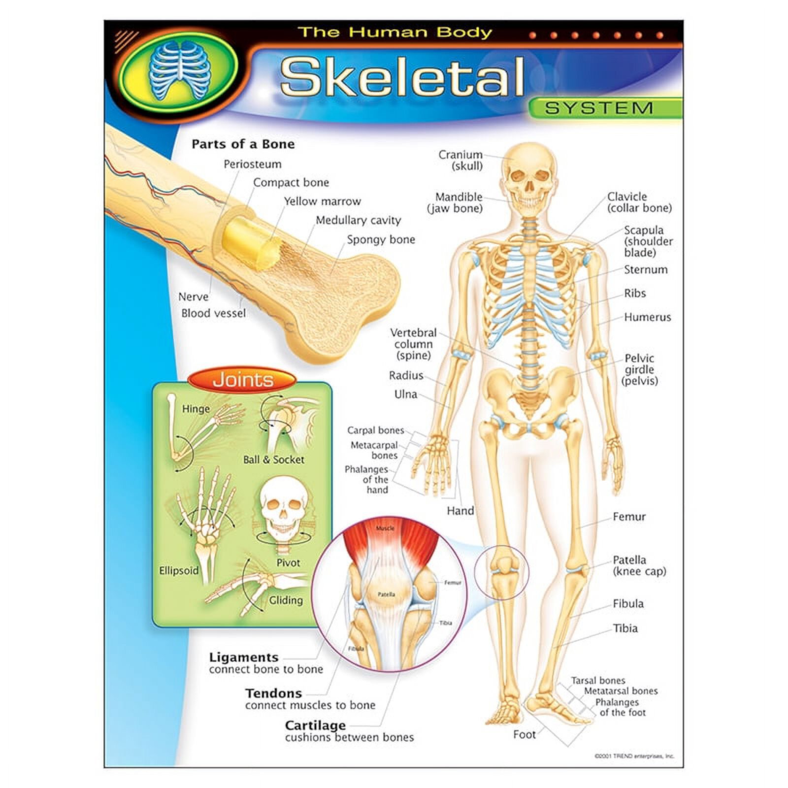 HUMAN BODY SKELETAL SYSTEM Learning Chart 17IN x 22IN TREND