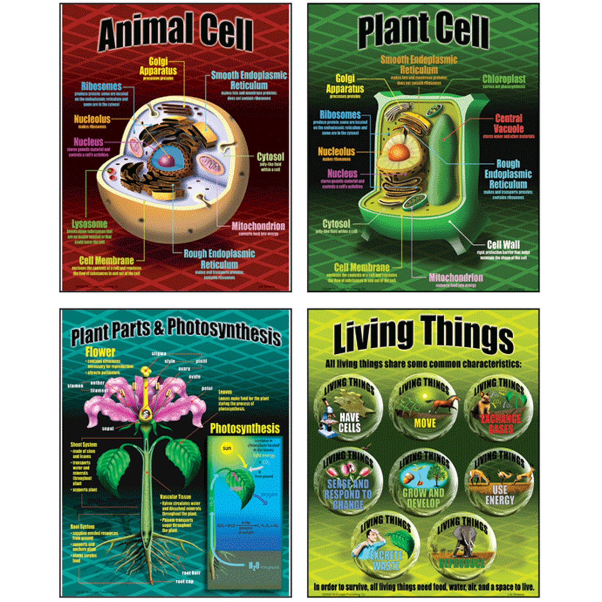 MC-P077 - Life Science Teaching Posters, Set of 4 by McDonald Publishing Teacher Created Resources