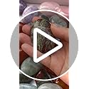 Natural Black Labradorite Oval Palm Pocket Healing Crystal Massage Spa Energy Stone,Healing Crystal for Therapy Geometry Chakra Balancing Bacatgem