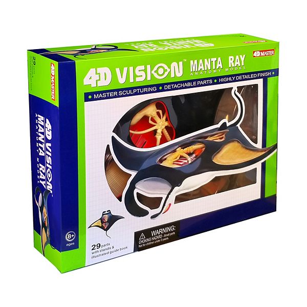 4D Master 4D Vision Manta Ray Anatomy Model 4D Master