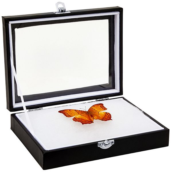 Insect Display Case - Bug Display Box With Glass Window And Secure Riker Mount Juvale