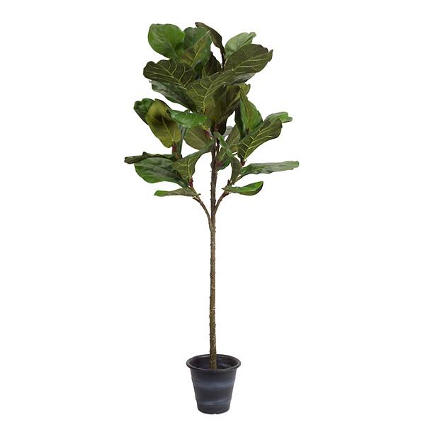 Melrose Potted Fiddle Leaf Fig Melrose