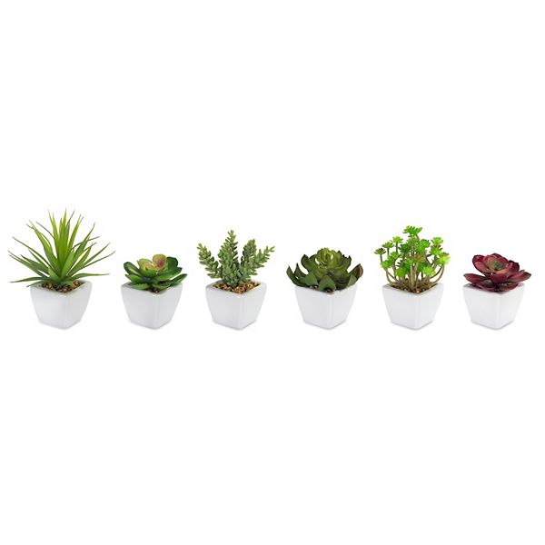 Melrose Assorted Succulent in Traditional White Pot - Set of 6 Melrose