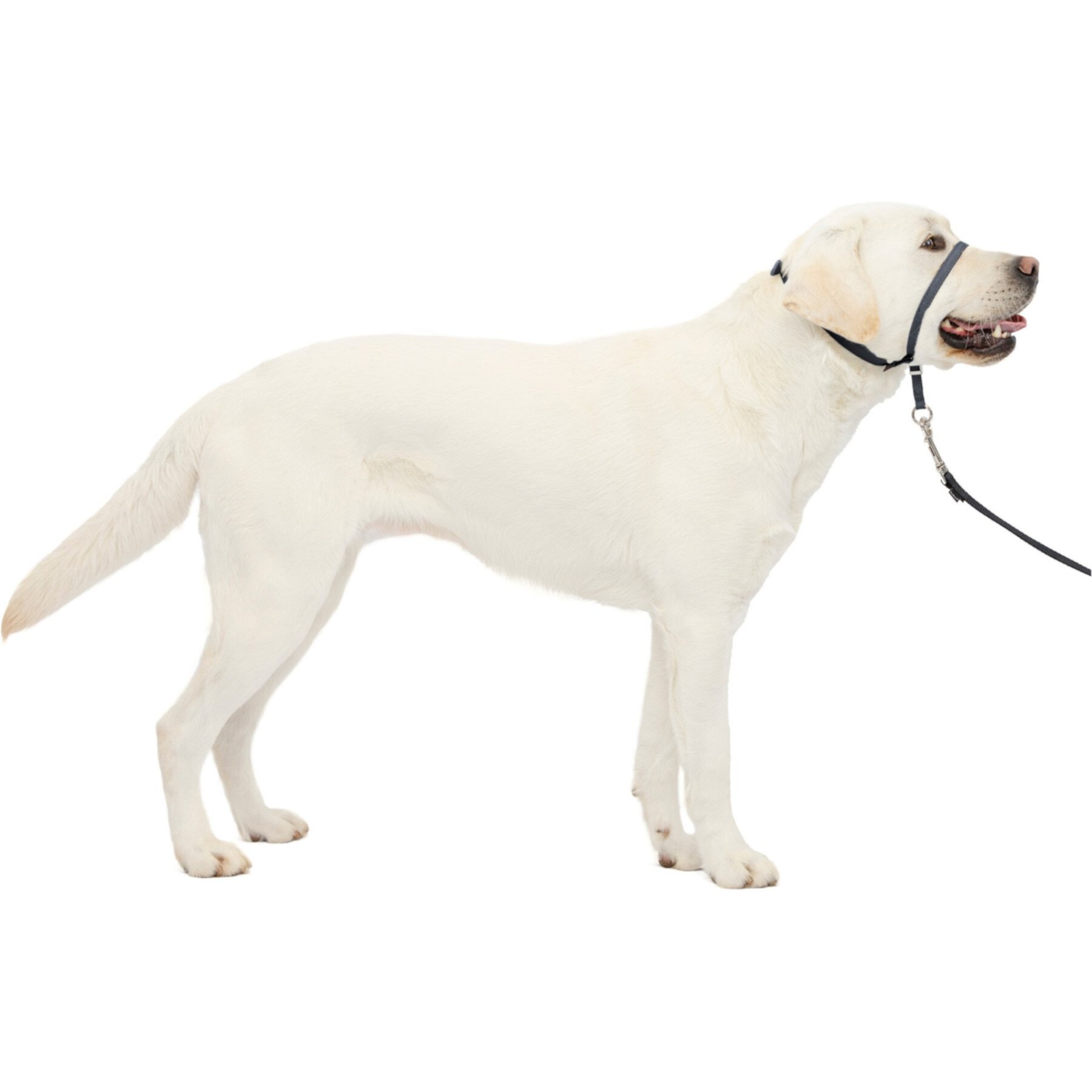 PetSafe Gentle Leader Padded No Pull Dog Headcollar PetSafe