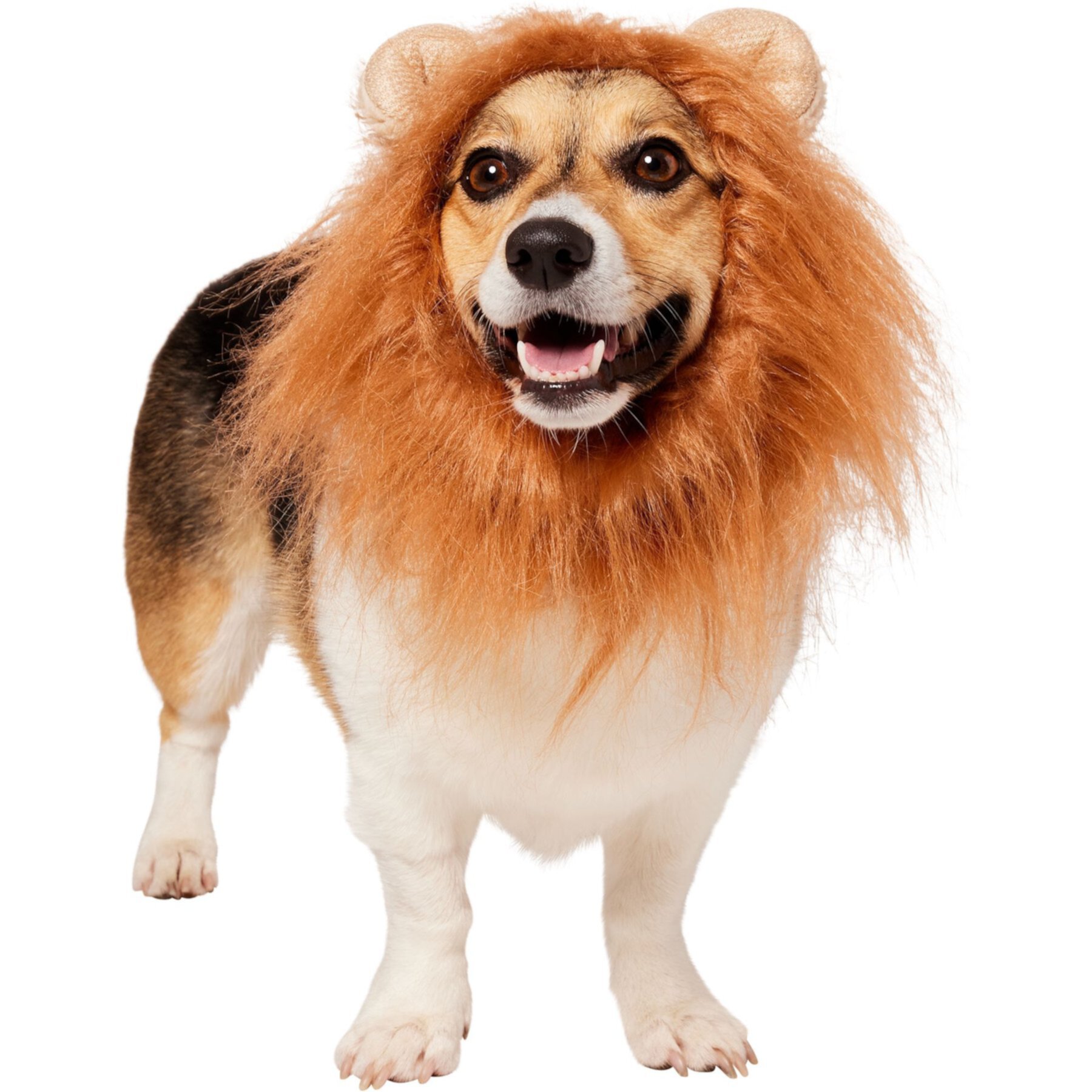 Frisco Lion Mane Dog & Cat Costume Frisco