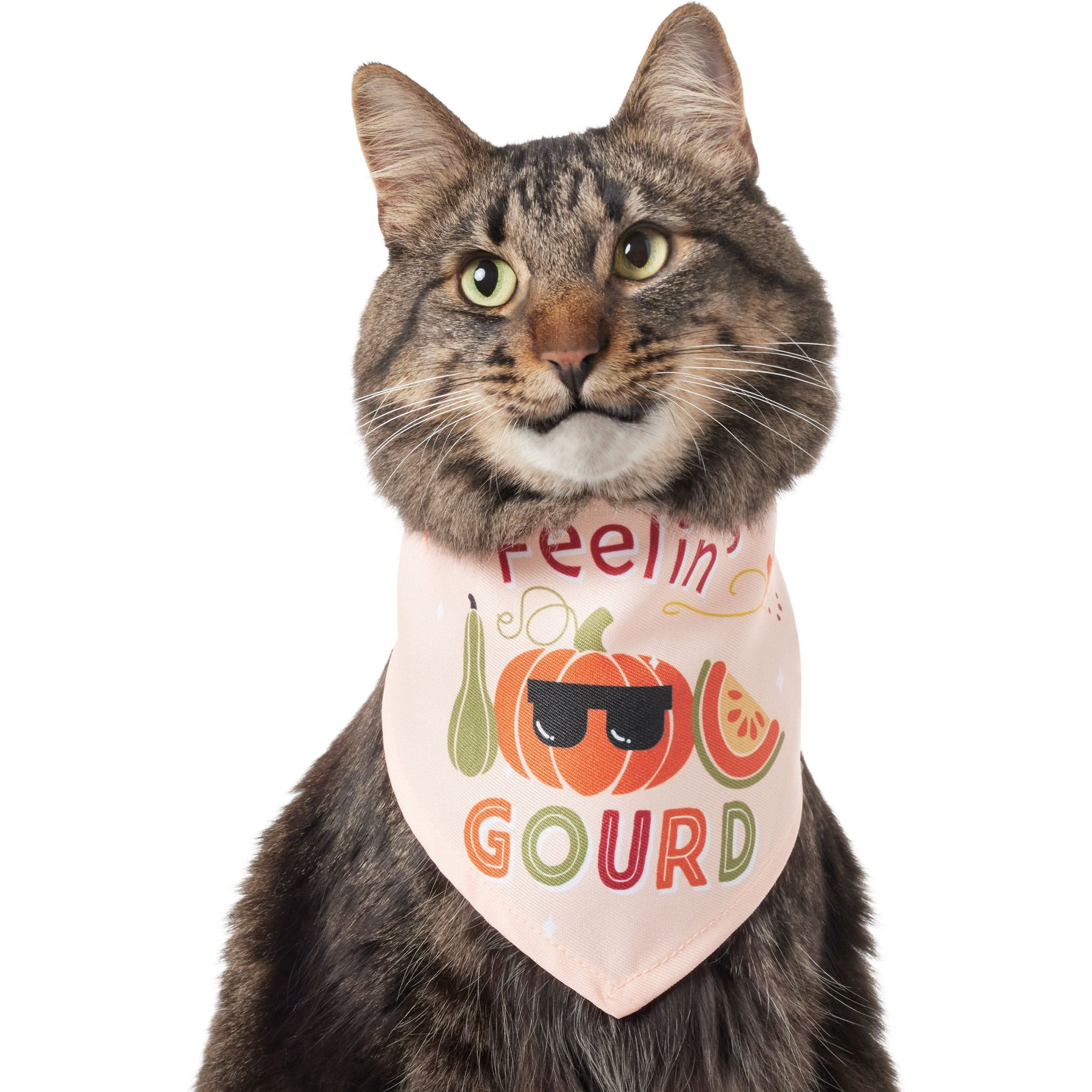 Frisco Feelin' Gourd Dog & Cat Bandana Frisco