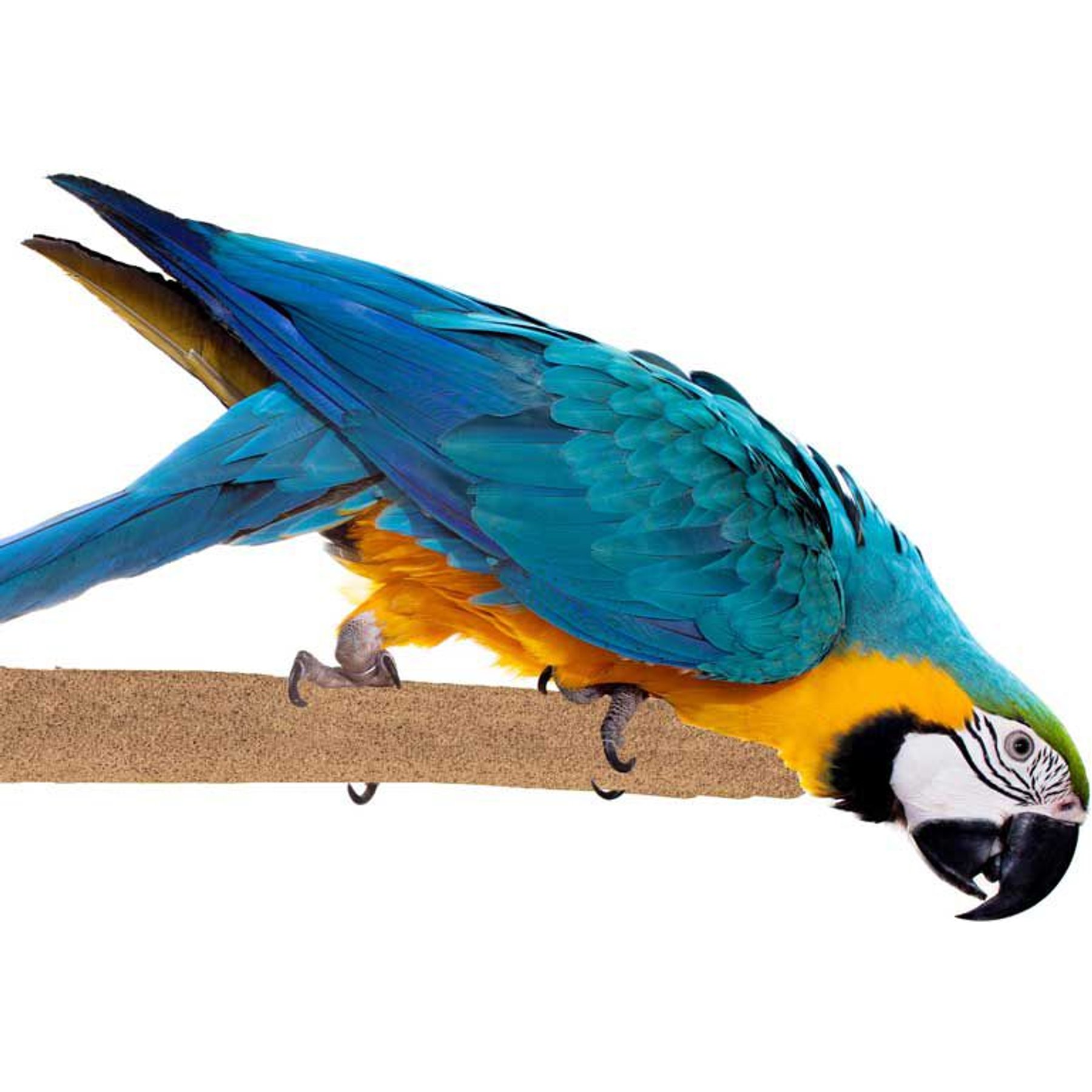 Super Bird Creations Sure-Grip Grooming Perch, X-Large Super Bird Creations