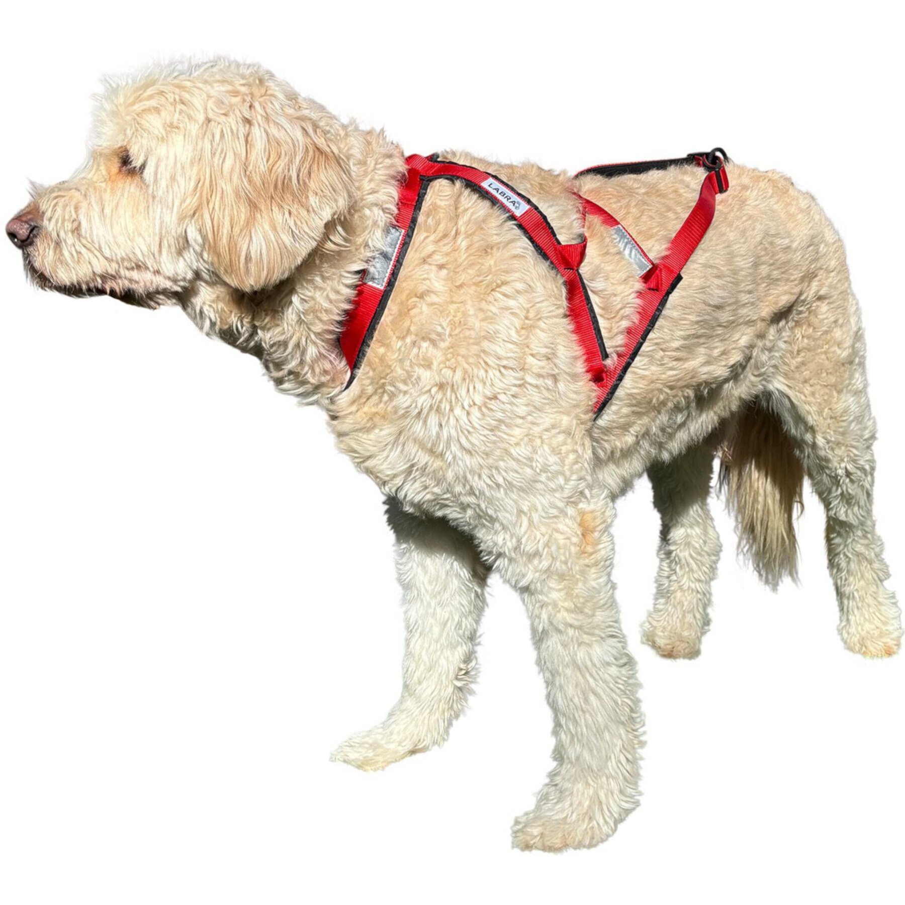 Labra Canine Bike & Skijoring Canicross Pulling Reflective Dog Harness, Red Labra