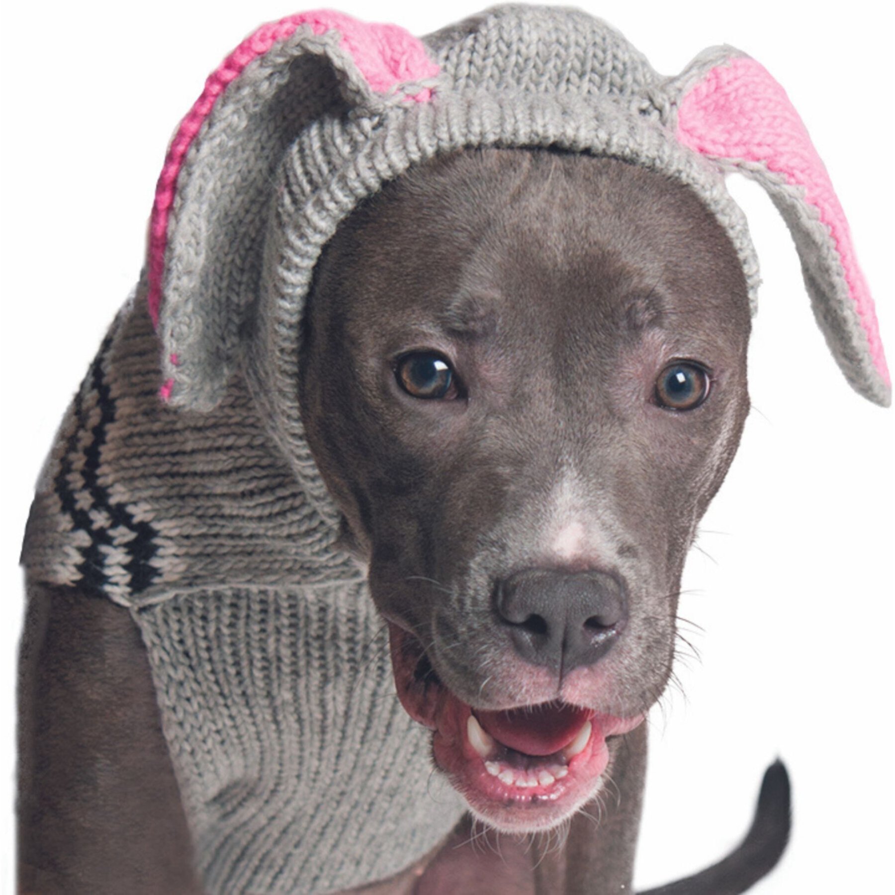 Chilly Dog Bunny Dog & Cat Hoodie Chilly Dog