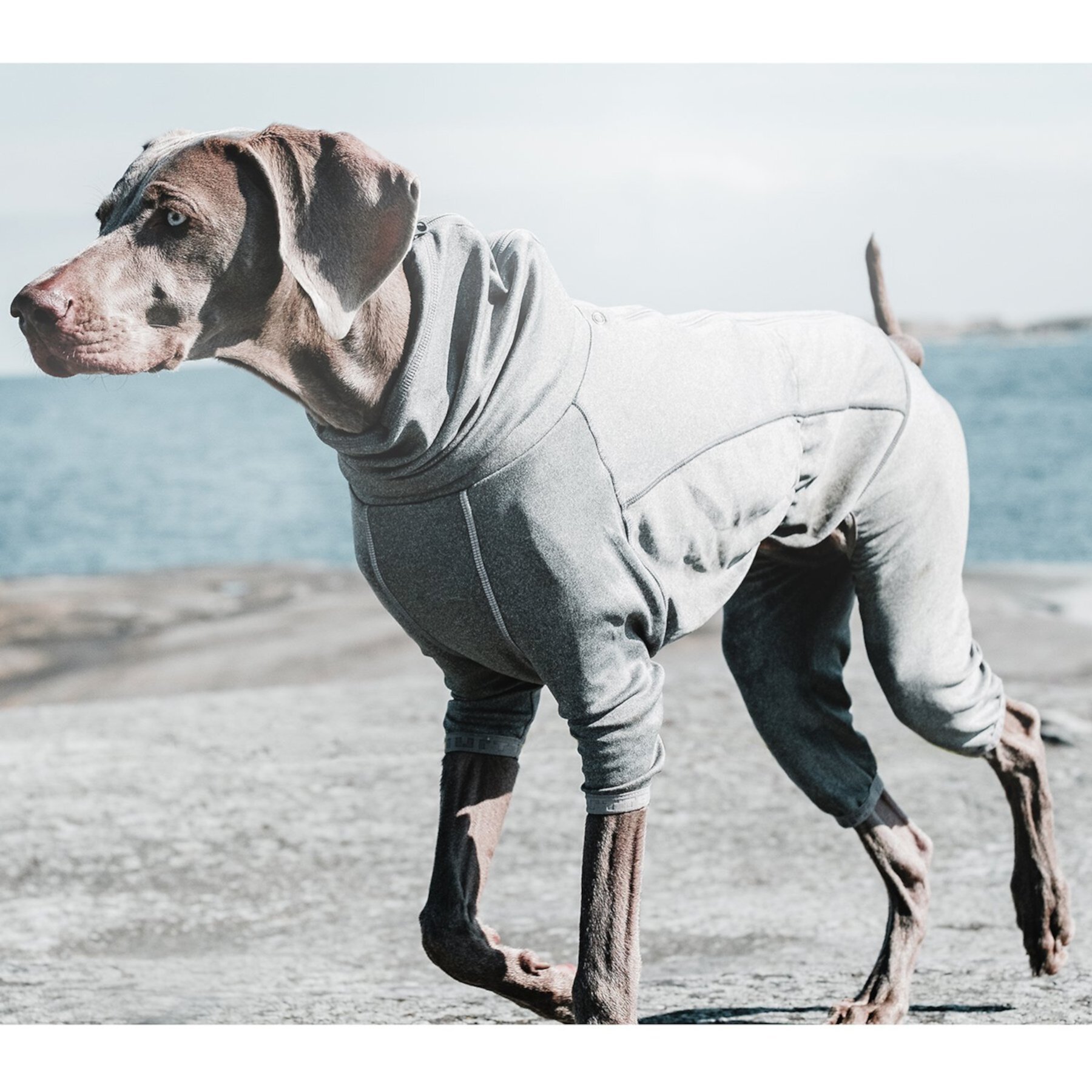 Hurtta Body Warmer Dog Bodysuit, Carbon Grey Hurtta