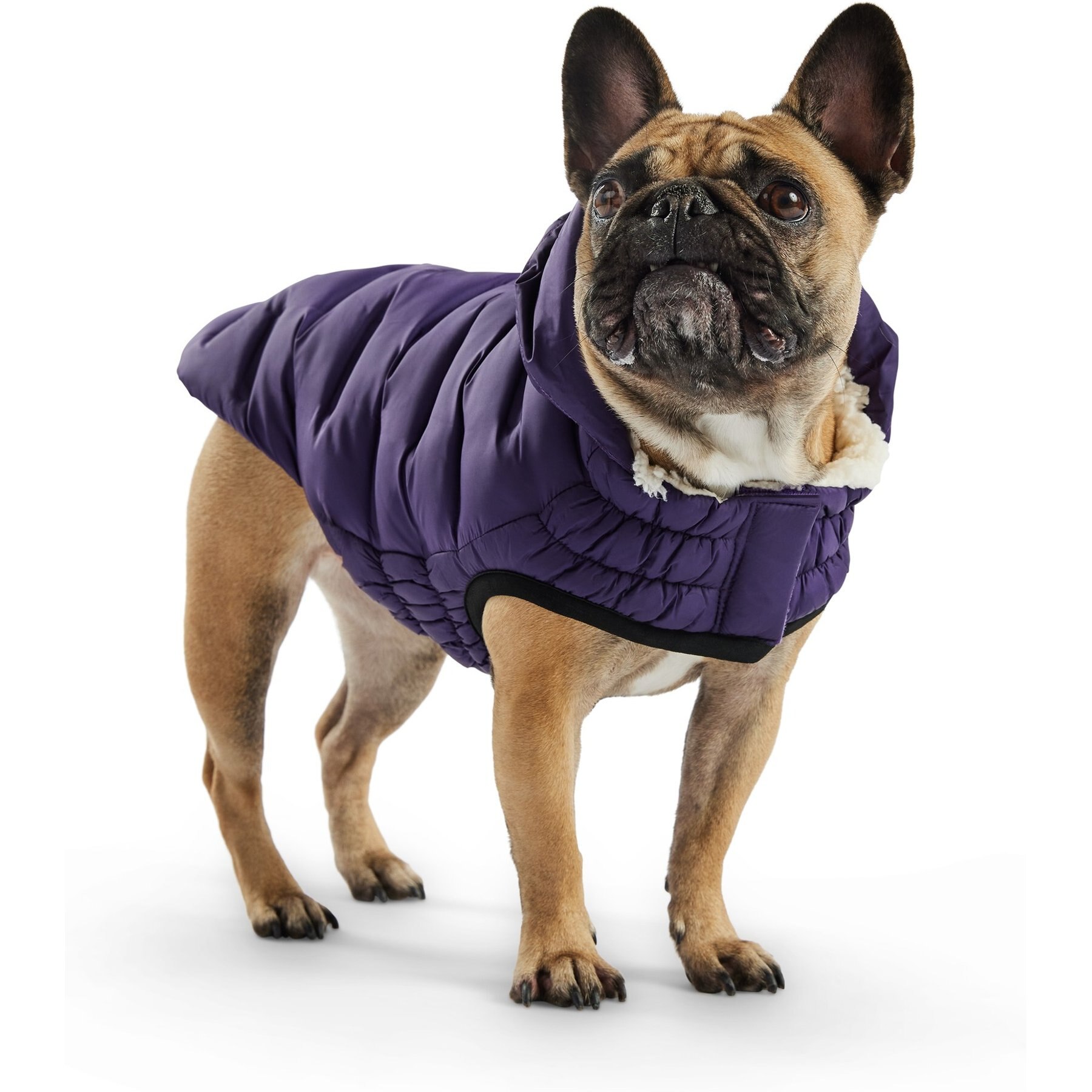 GF Pet Cloud Parka Dog Coat, Purple GF Pet