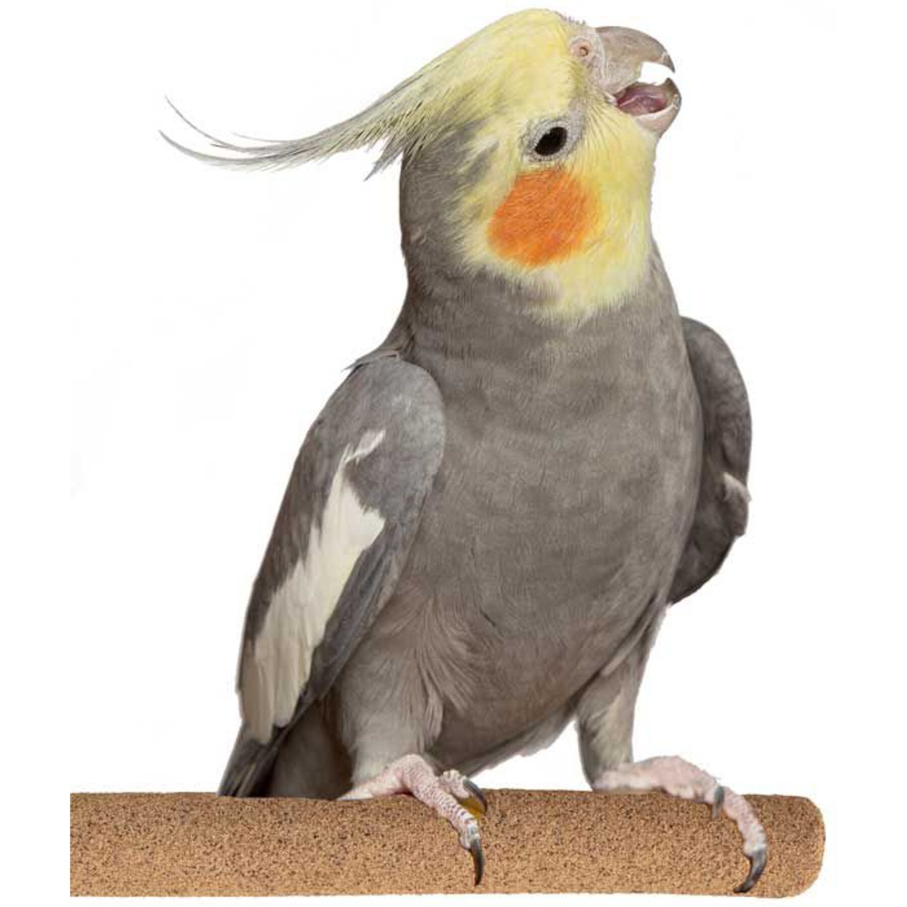 Super Bird Creations Sure-Grip Grooming Perch, Medium Super Bird Creations