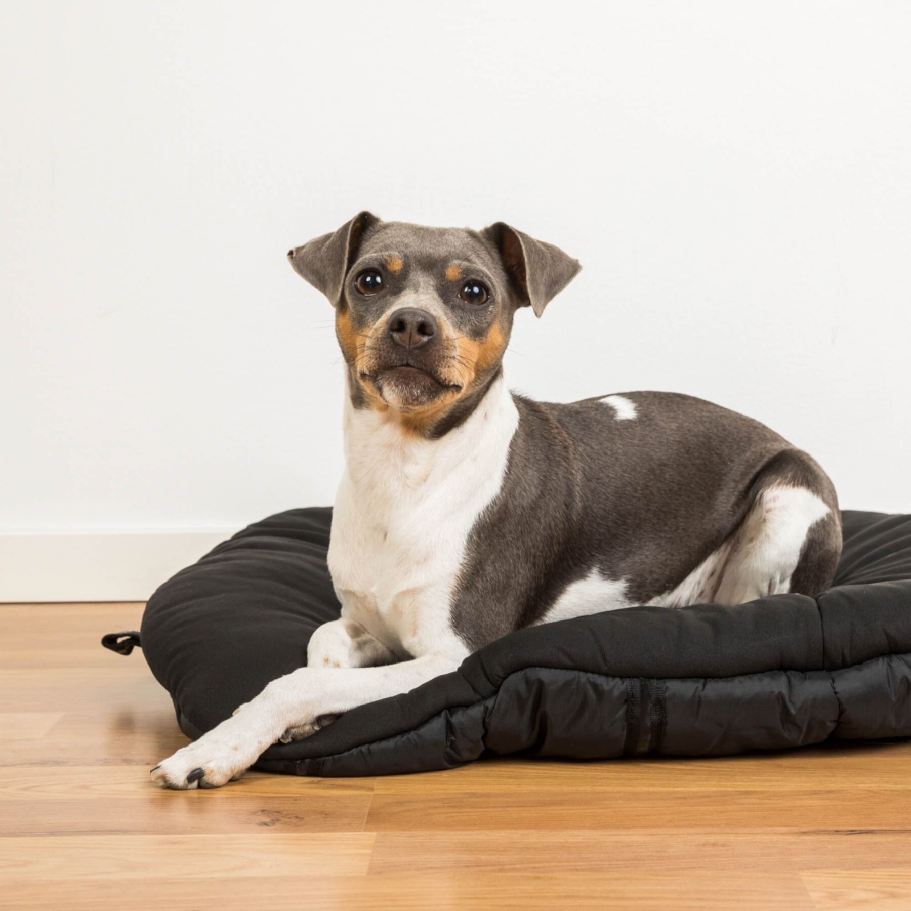 Back on Track Dog Bed, Black, Small Back on Track