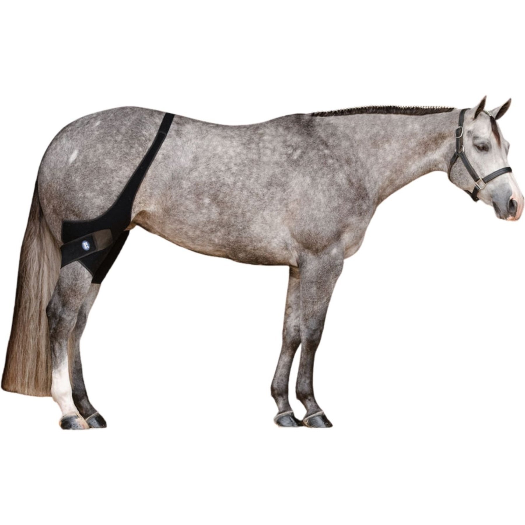 Ice Horse Horse Stifle Wrap, 2 count Ice Horse