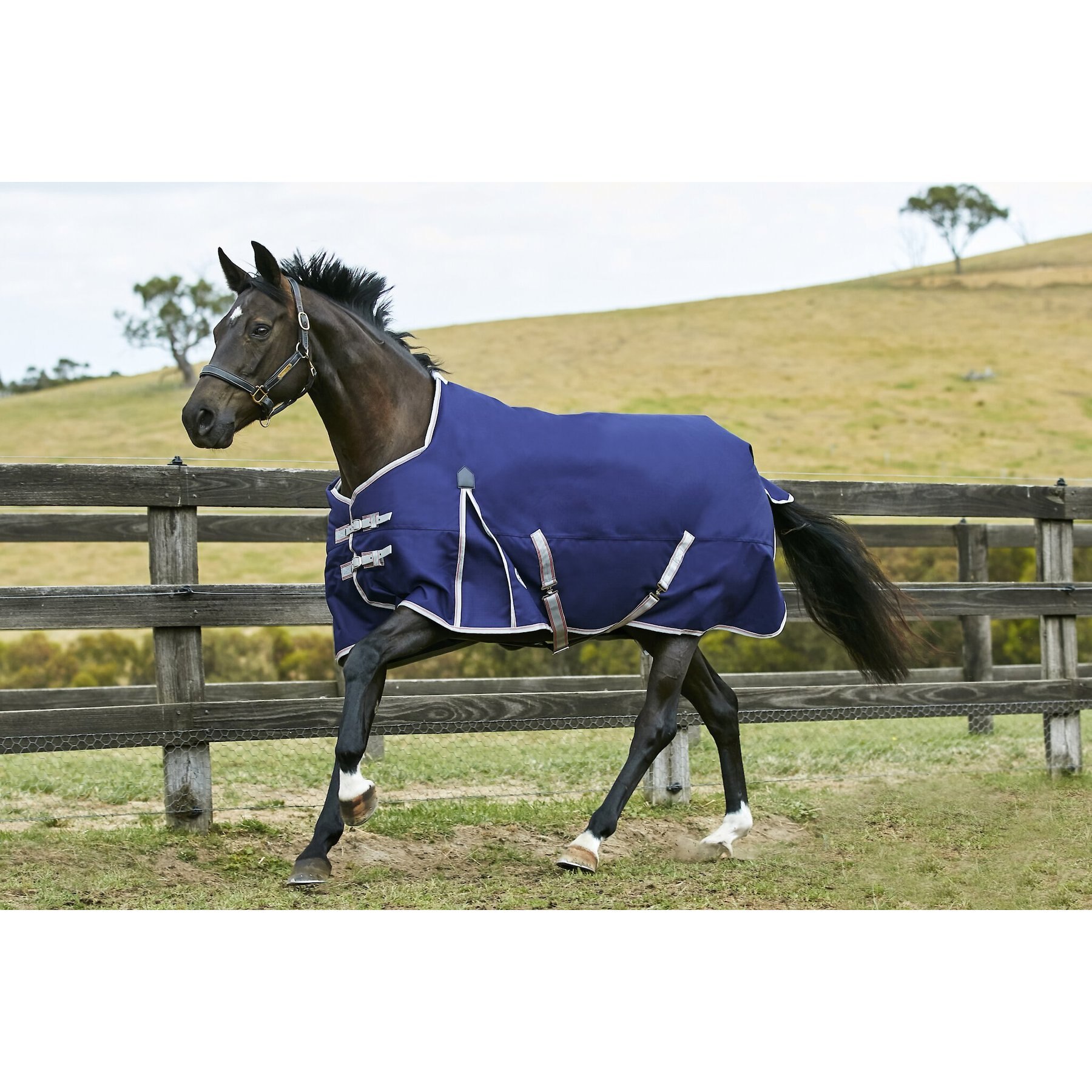 WeatherBeeta Comfitec Essential Standard Neck Lite Horse Blanket Weatherbeeta