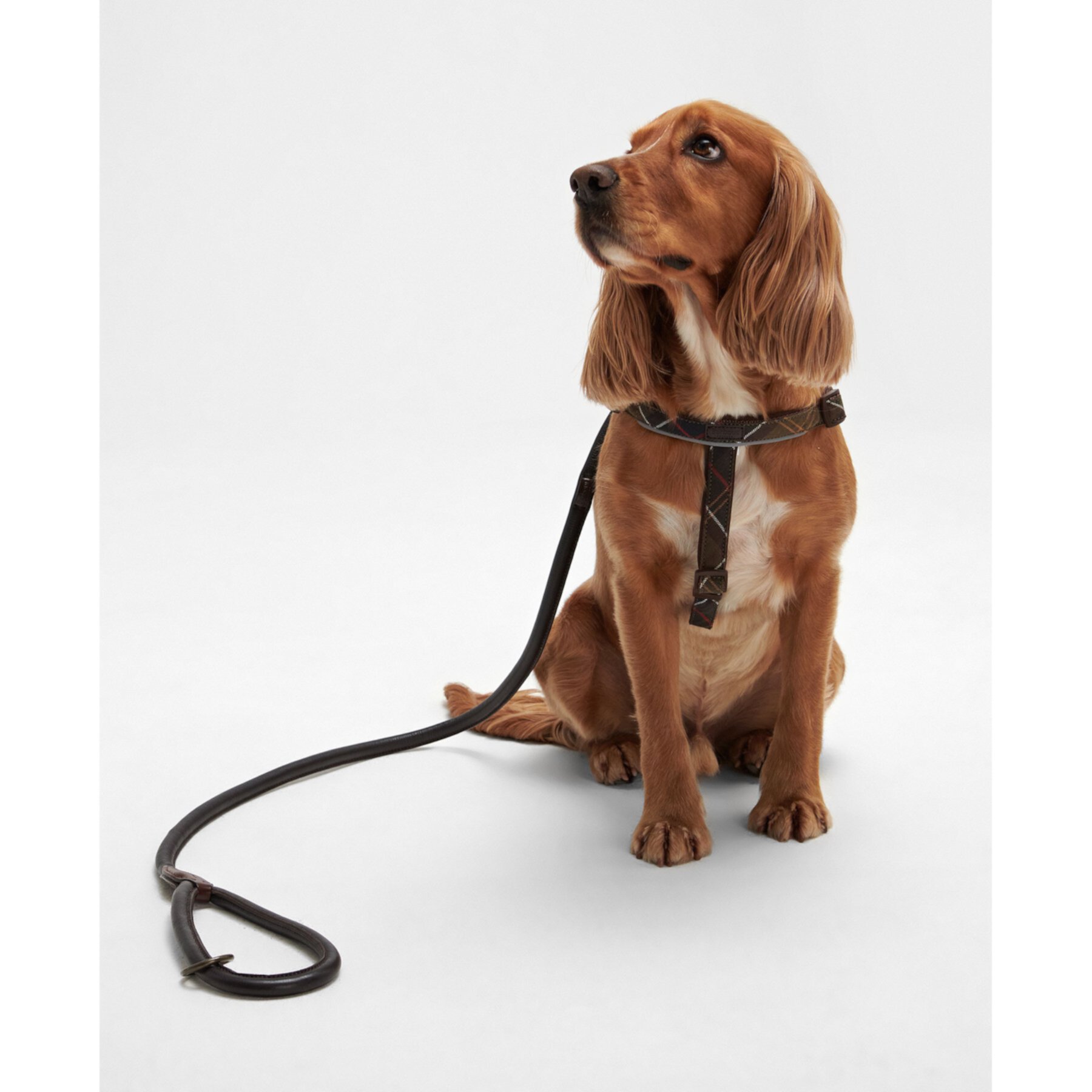 Barbour Leather Snap Dog Leash, Dark Brown, 4-ft long, 1/2-in wide Barbour