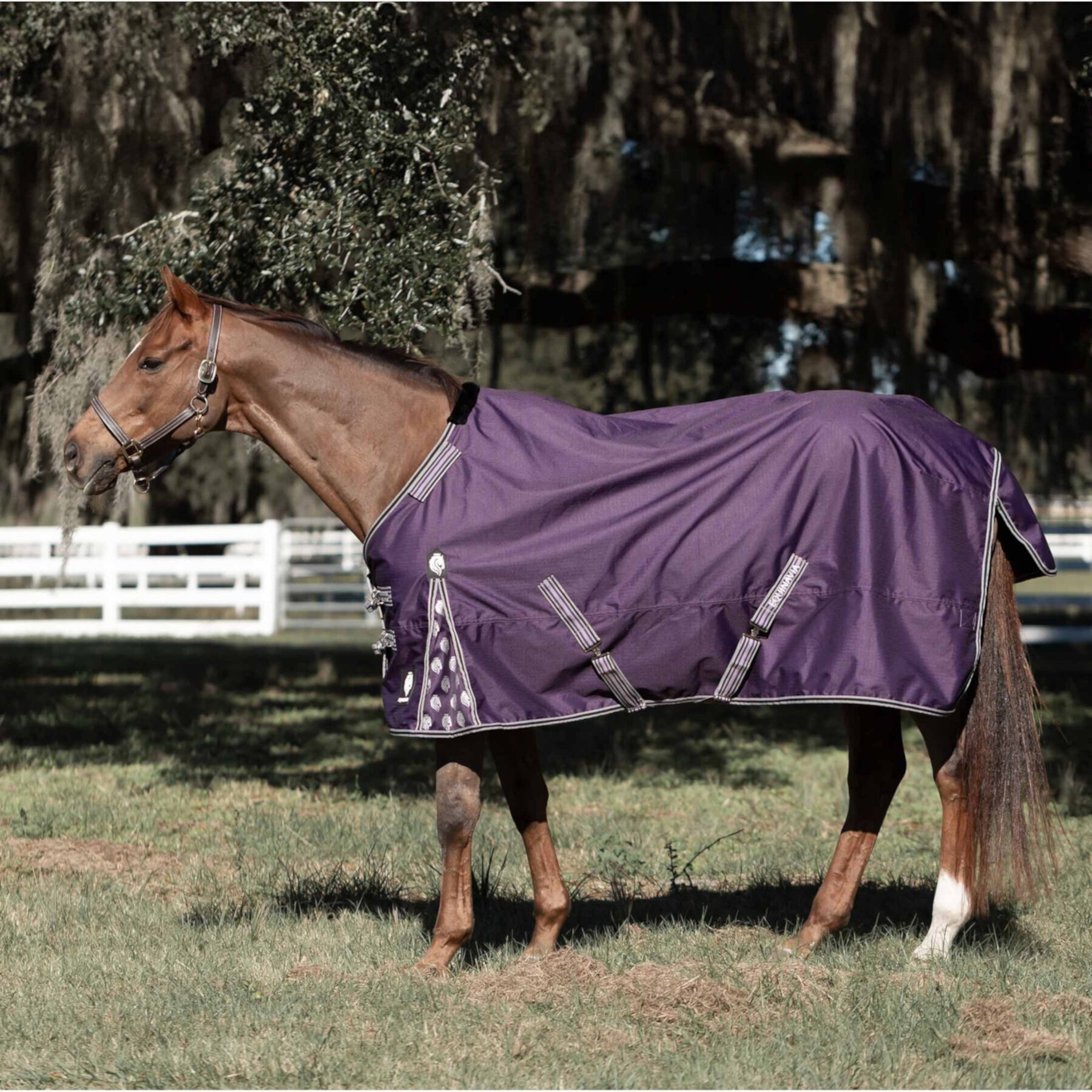 Equinavia Norse Lightweight 100-g Horse Turnout Blanket Equinavia