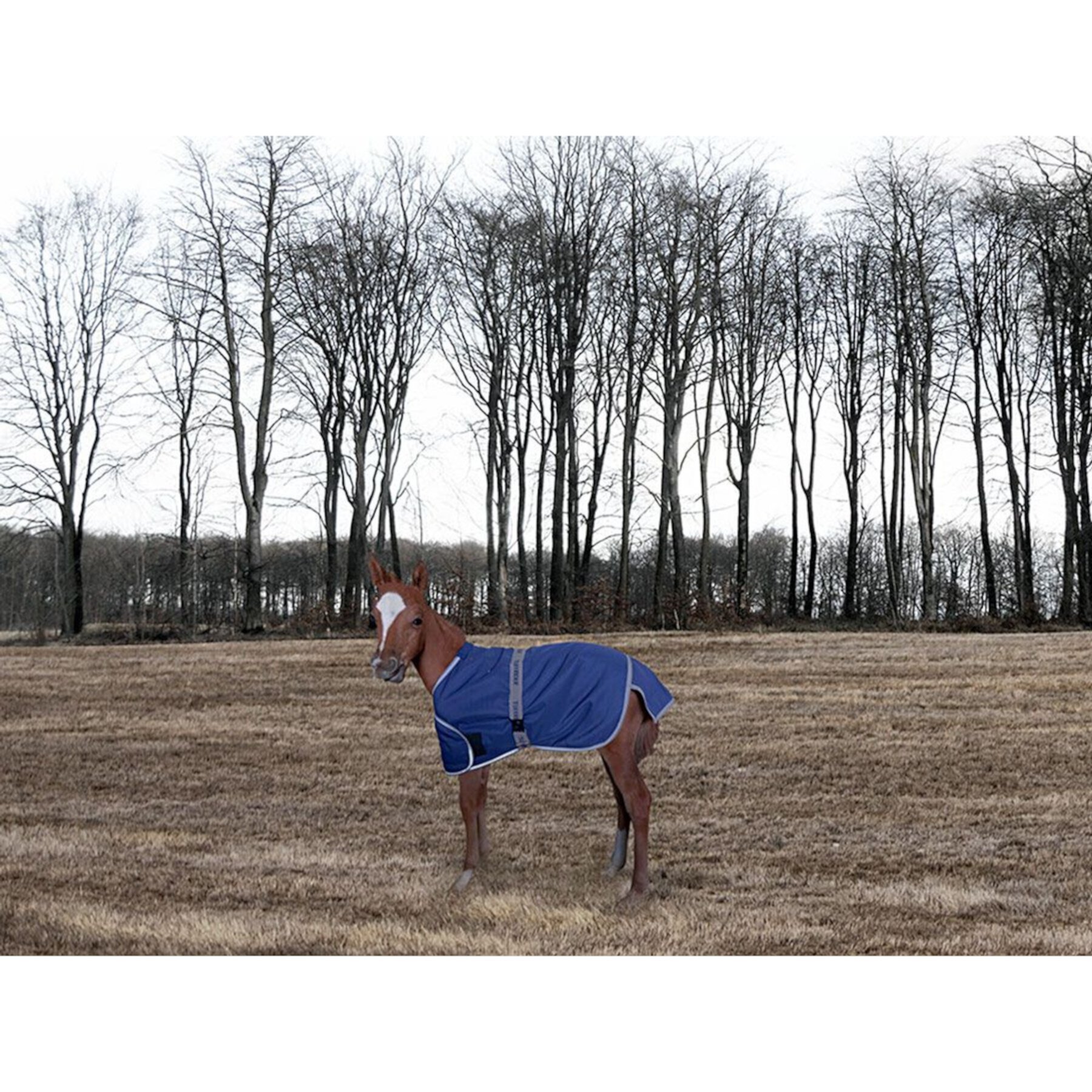 TuffRider 1200D Ripstop Foal Adjustable Horse Turnout Blanket TuffRider