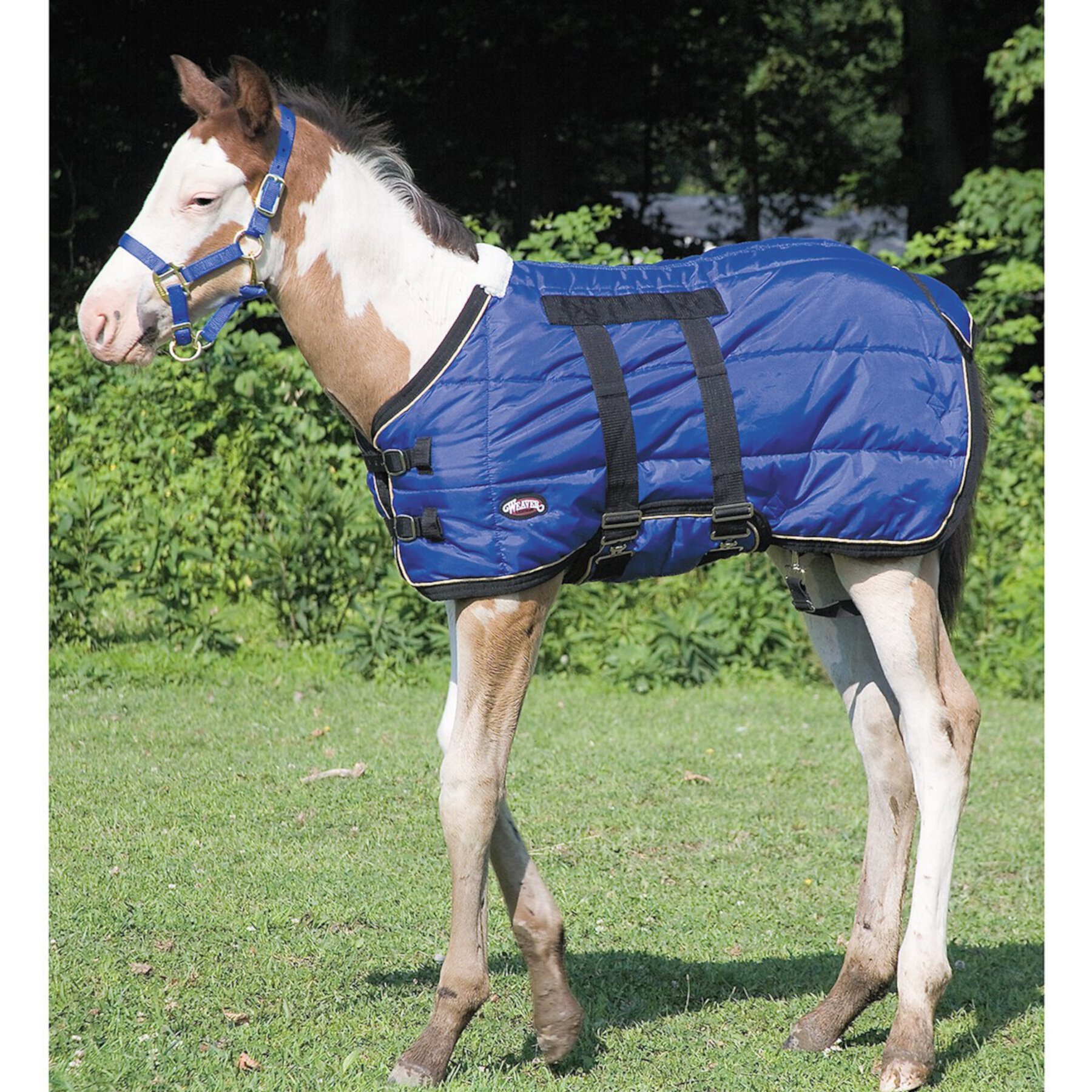 Weaver Leather Foal Blanket, 39-in Weaver Leather