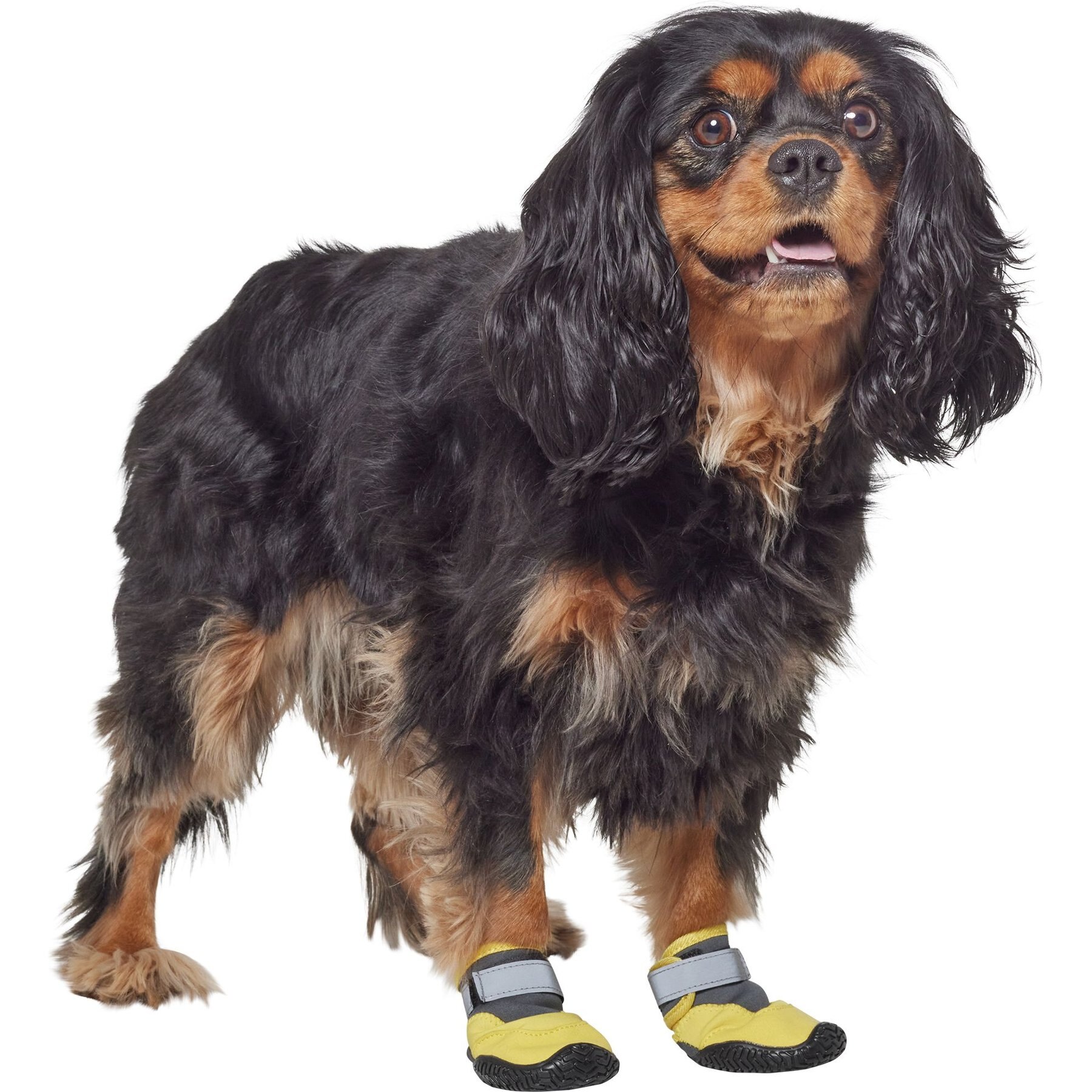 Frisco Wrapped Dog Boot, 2 Count Frisco