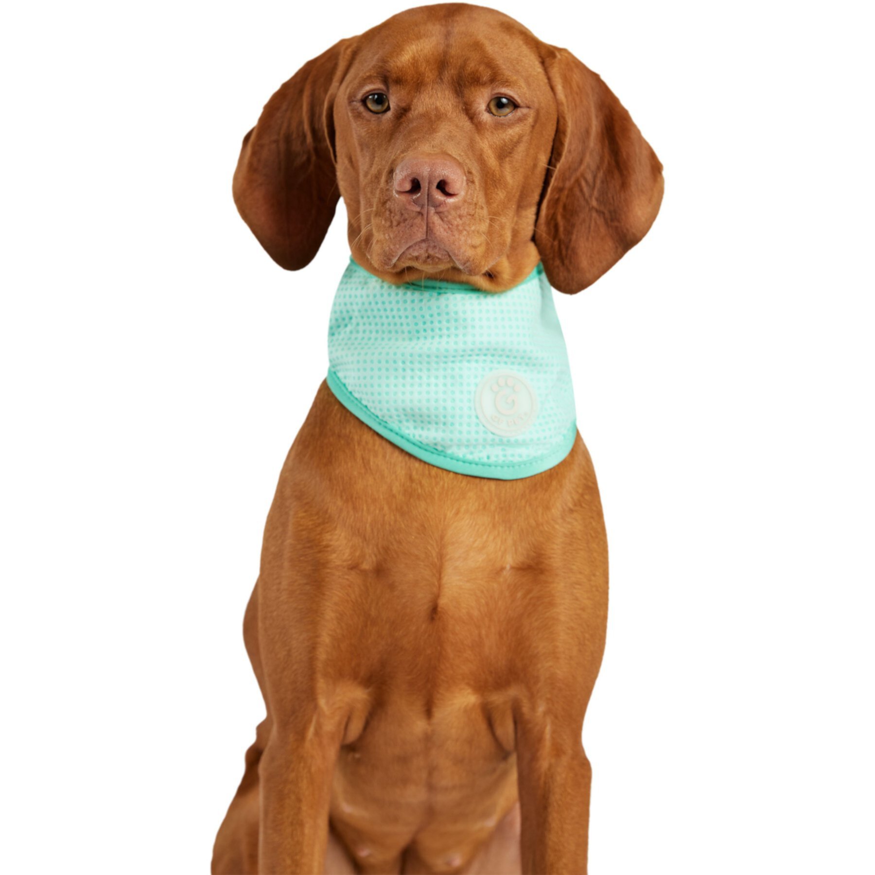 GF Pet Ice Band Dog Bandana, Aqua GF Pet