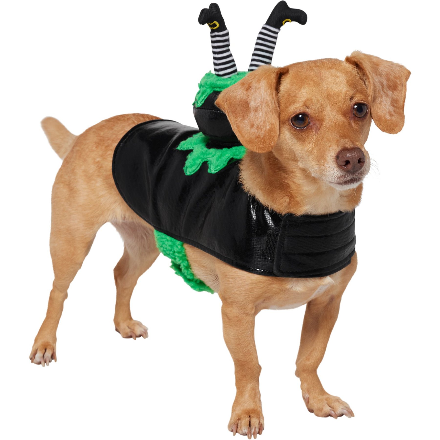 Frisco Witch Cauldron Ride-On Dog & Cat Costume Frisco