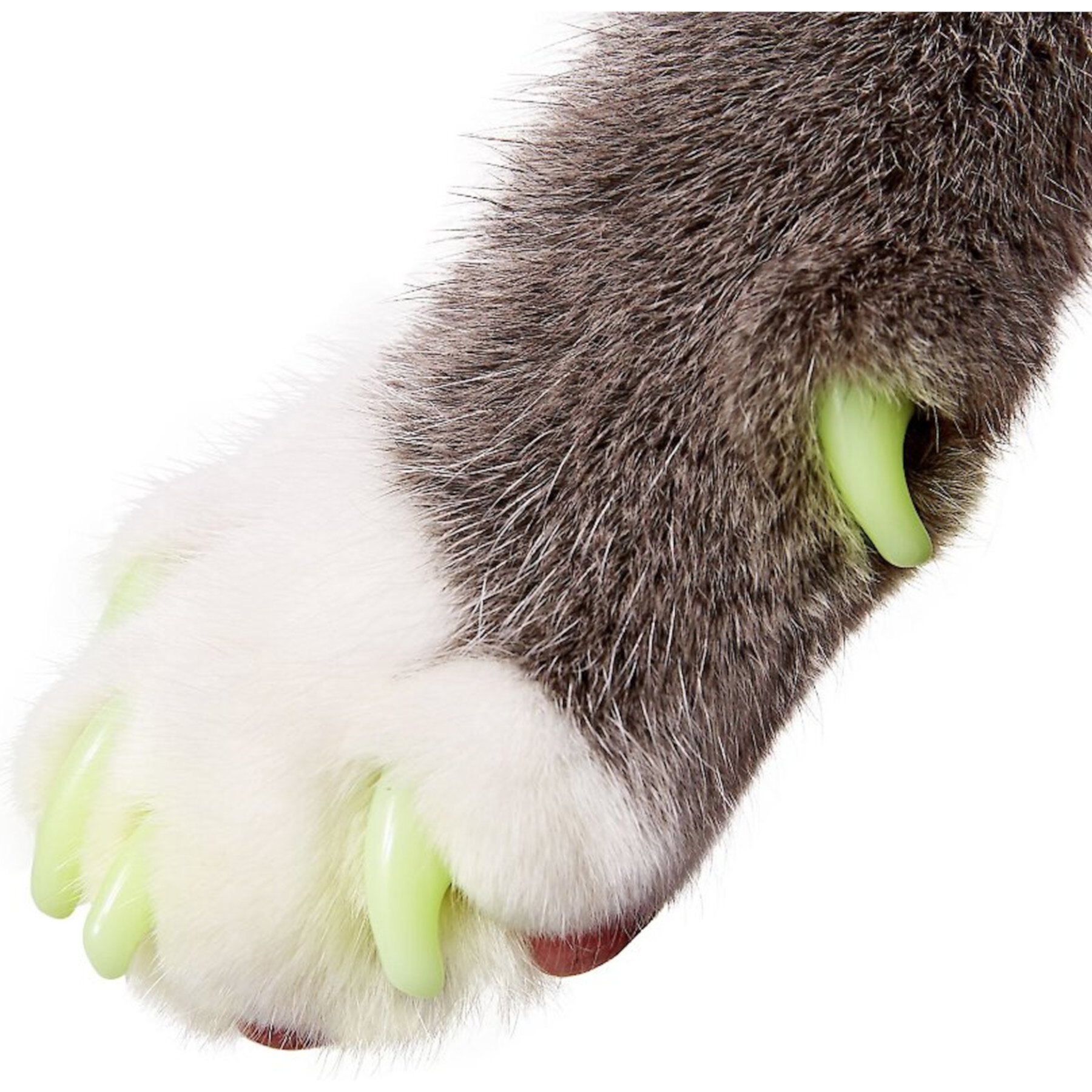 Purrdy Paws Soft Cat Nail Caps Purrdy Paws