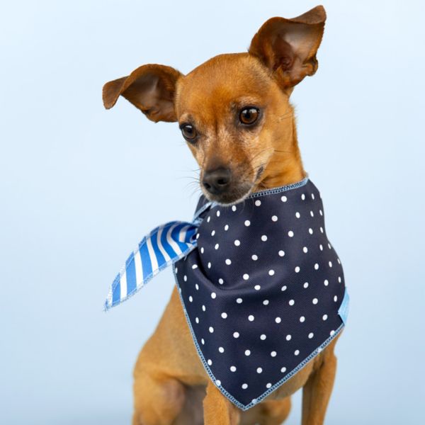 Draper James™ Reversible Dog Bandana Draper James