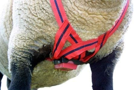 Sheep & Goat Mating Crayon Block Marker for Ram Breeding/Marking Harness by Rurtec, 3 Pack Cold Red, Blue & Green, Made in New Zealand MATINGMARK