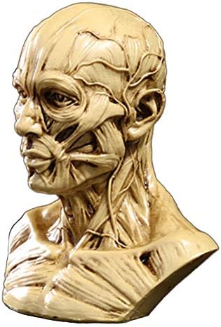 Zumllex 4-Inch Portable Human Model Craft Anatomy Skull Head Muscle Bone Medical Artist Drawing Study (Nude) Zumllex