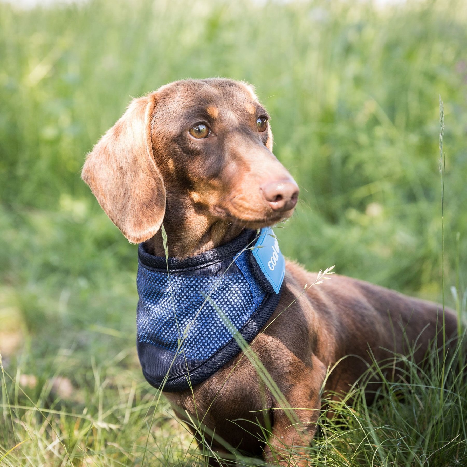 Back on Track Cool On Track Dog Bandana Back on Track