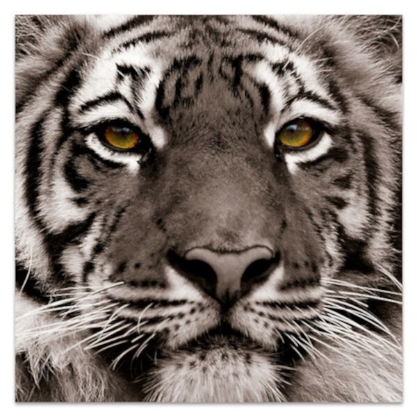 Empire Art Direct Eye of the Tiger Glass Wall Art Empire Art Direct