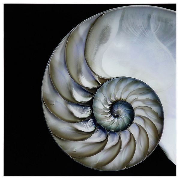 Empire Art Direct Pearly Nautilus Glass Wall Art Empire Art Direct