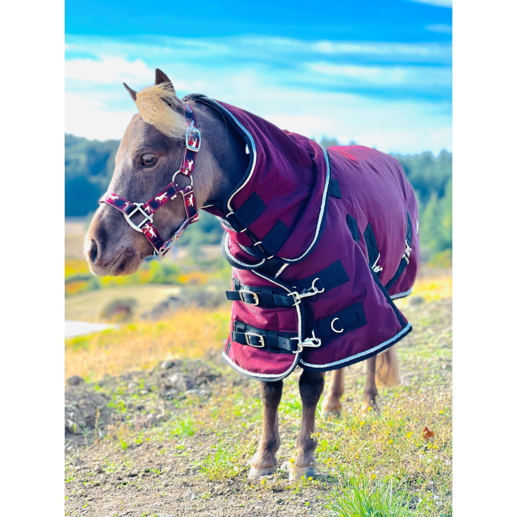 Star Point Horsemanship Mini-Pony 350 Gram Heavyweight Waterproof Hooded Horse Blanket Star Point Horsemanship