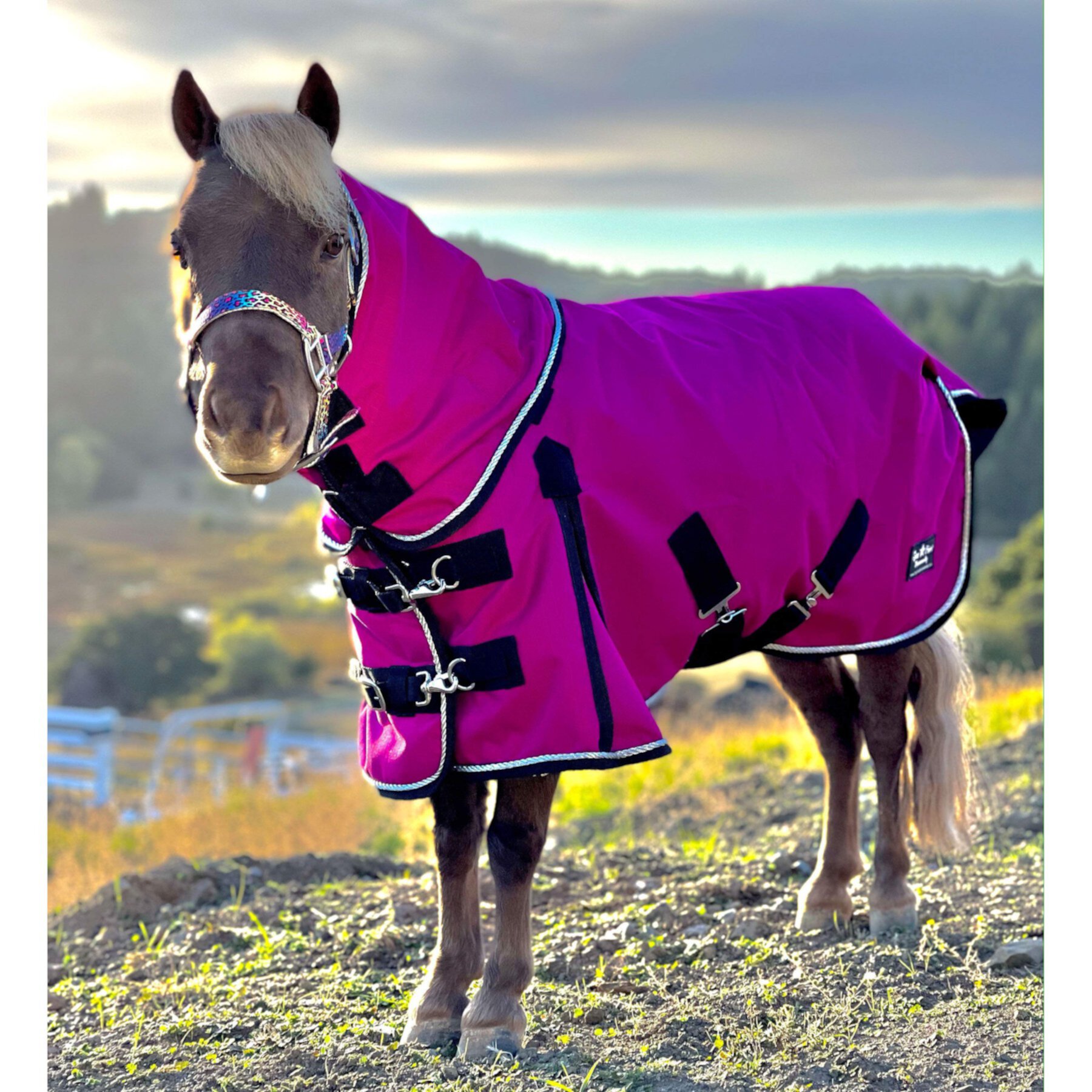 Star Point Horsemanship Mini-Pony 100 Gram Lightweight Waterproof Hooded Horse Blanket Star Point Horsemanship