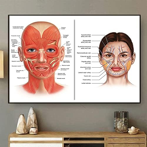 Retro Metal Tin Sign 8 X 12 Inches Face Anatomy Poster Facial Muscles and Veins Esthetician Art Plastic Surgeon Art Massage Therapist Botox Poster Cosmetic Injector Art Rustic Home Decor GFJQJH